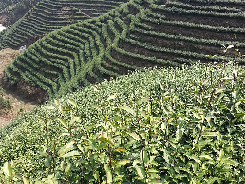 寧鄉(xiāng)示範基地