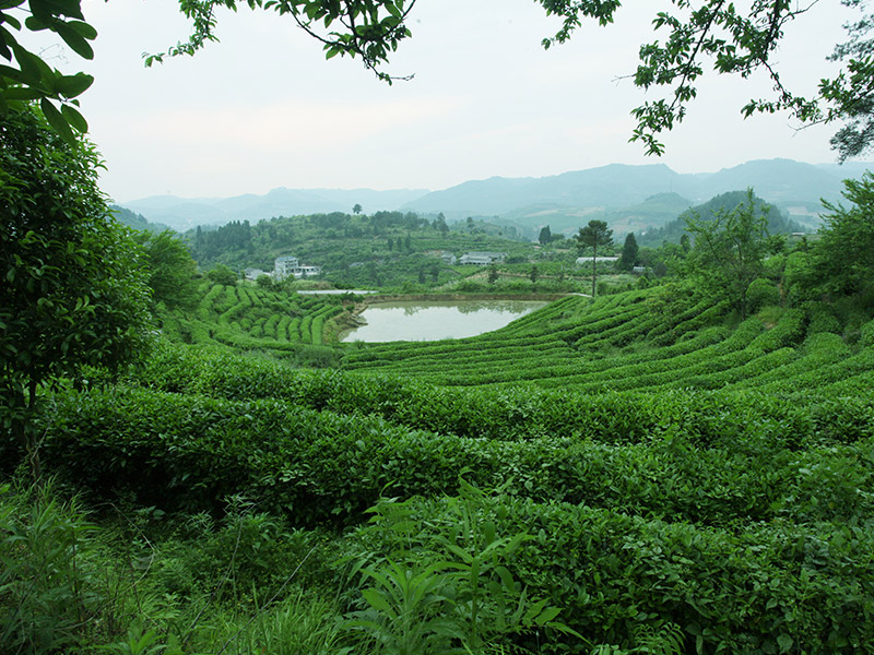 古丈青竹山示範性基地