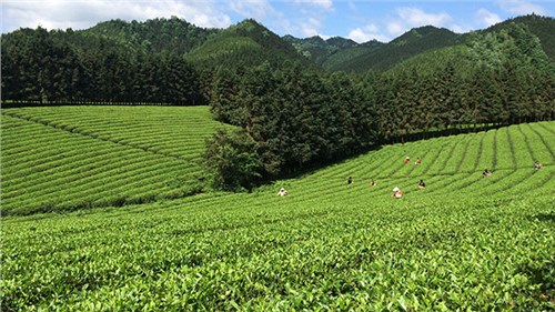 農(nóng)業(yè)部牽頭成立中國(guó)茶產(chǎn)業(yè)聯(lián)盟，公司選為副理事長(zhǎng)單位