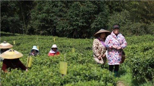 懷景懷鄉(xiāng)懷味 | 會(huì)同寶田茶飄香 春日採茶忙