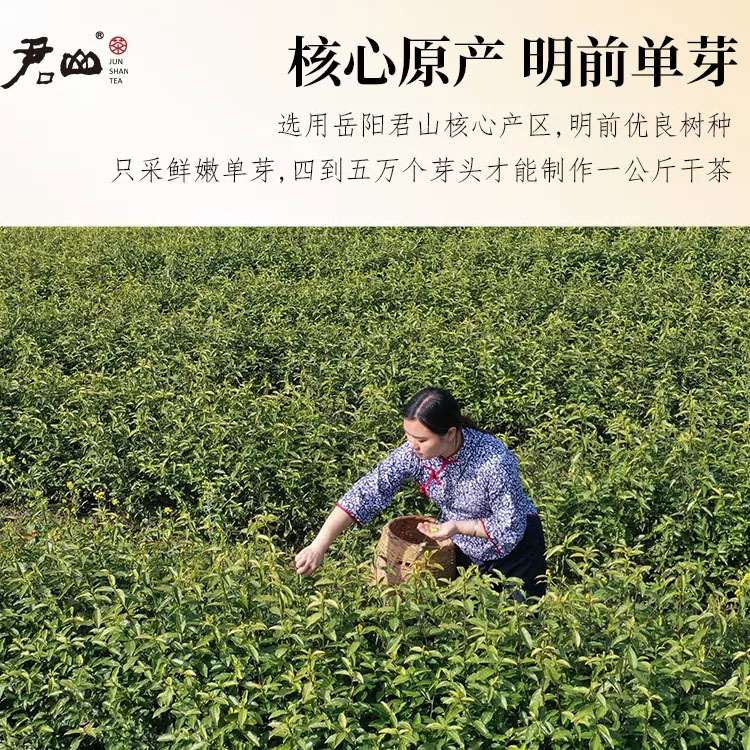 湖南特產(chǎn)嶽陽君山島茶葉君山銀針555明前新茶黃茶禮盒裝100g